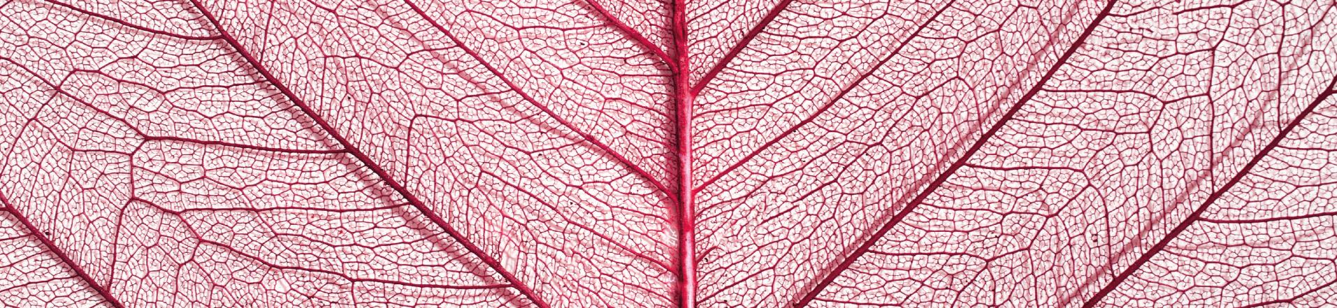 Salone dei  Tirocini